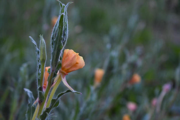 oranje wilde bloemen weide ochtend