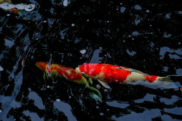 Foto oranje witte koi