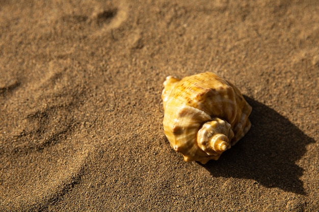 Oranje zeeschelp op zandstrand in felle zon