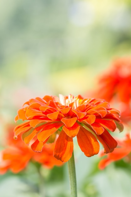 Oranje zinnia-bloem.