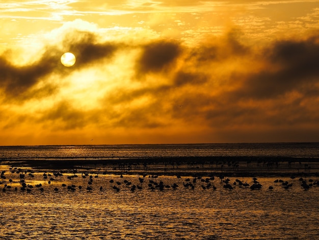 Oranje zonsonderganghemel met flamingossilhouet op de kust van de Atlantische Oceaan, Walvis-Baai, Namibië