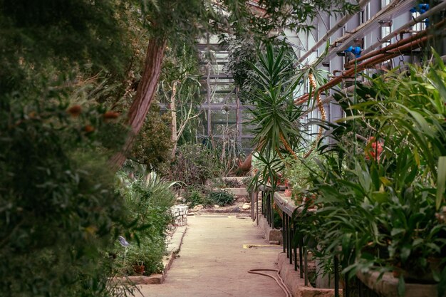 Oranjeboerderij Tropische planten in een oude sinaasappelboerderij