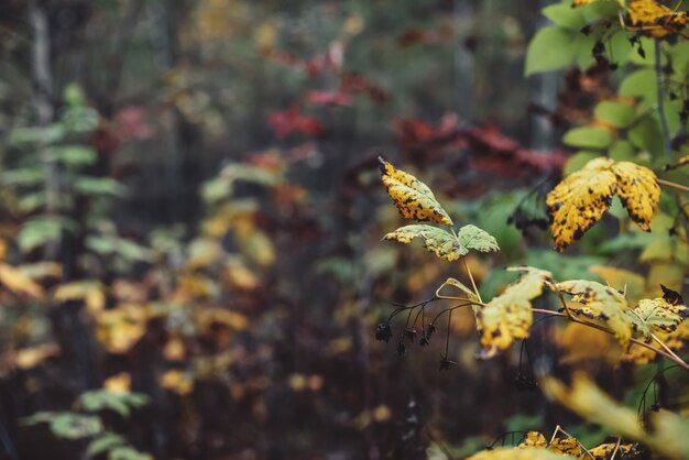 Oranjegele de herfstbladeren op bokehachtergrond. Toneel valrijke flora in donker bos. Kleurrijk gebladerte in houtclose-up. Bos natuurlijke achtergrond. Pittoreske herfst natuur. Bonte bladeren.