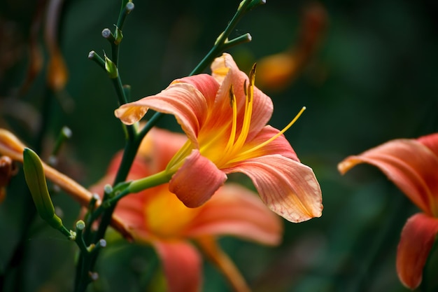 Oranjegele leliebloemCloseup