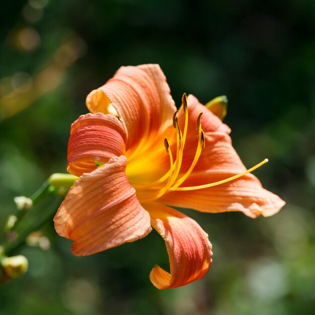 Oranjegele leliebloemCloseup