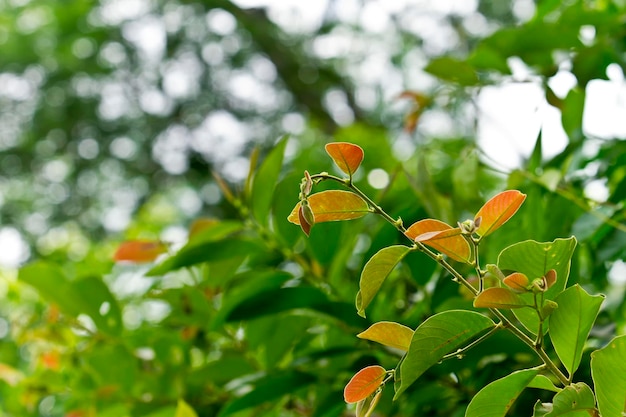 Oranjegroene bladachtergrond