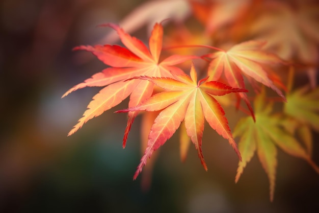 Foto oranjerode herfst japanse esdoorn laves op donkere onscherpe achtergrond