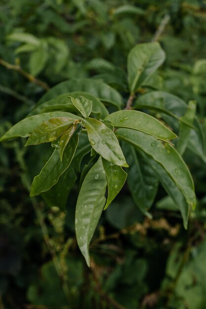 사진 오라프론비스 페레스키아 아쿨레아타 (orapronbis pereskia aculeata)