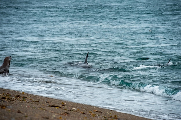 Orca attack a seal on the beach