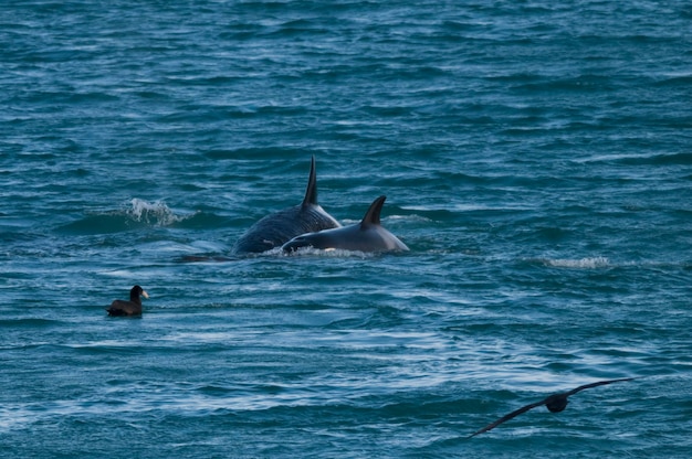 바다사자를 공격하는 범고래 반도 발데스 파타고니아 아르헨티나