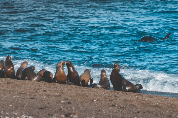 Orca attacking sea lions Peninsula Valdes Patagonia Argentina