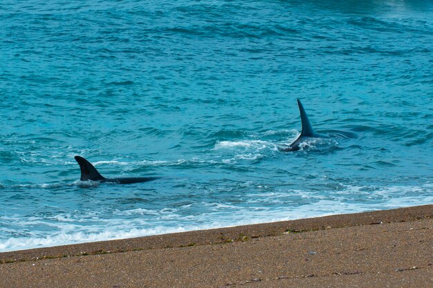 Orca attacking sea lions Peninsula Valdes Patagonia Argentina