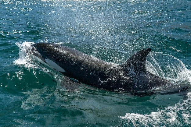 オルカがメキシコのコルテス海であなたのところにやってくる