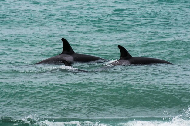 Orca family with babyPunta Norte nature reserve PatagoniaArgentina