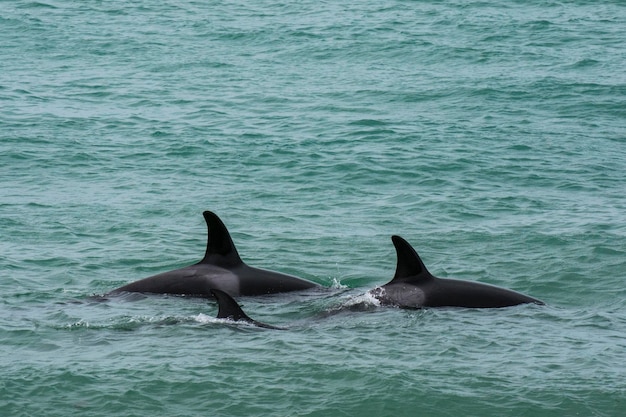 범고래 가족과 아기Punta Norte 자연 보호 구역 PatagoniaArgentina