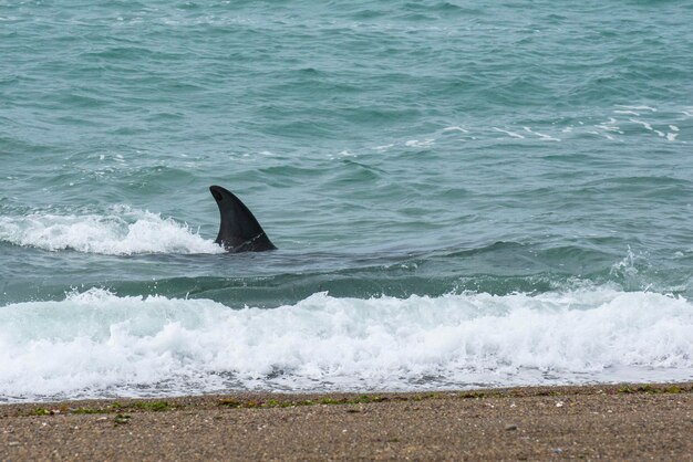 Orca hunting sea lions Peninsula Valdes Patagonia Argentina