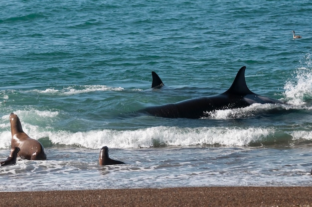 Orca Hunting Sea Lions Peninsula Valdes Patagonia Argentina