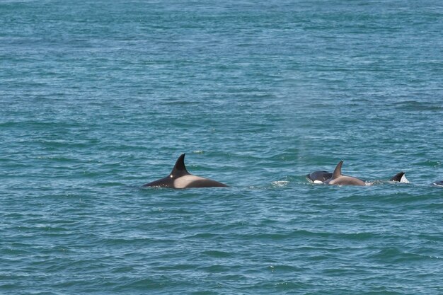 シャチ狩りアシカ プンタ ノルテ自然保護区バルデス半島パタゴニア アルゼンチン