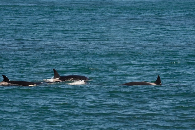 Orca hunting sea lions Punta Norte Nature reserve Peninsula Valdes Patagonia Argentina