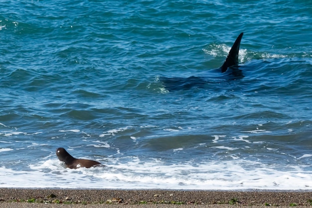 Orca hunting sea lions Punta Norte Nature reserve Peninsula Valdes Patagonia Argentina