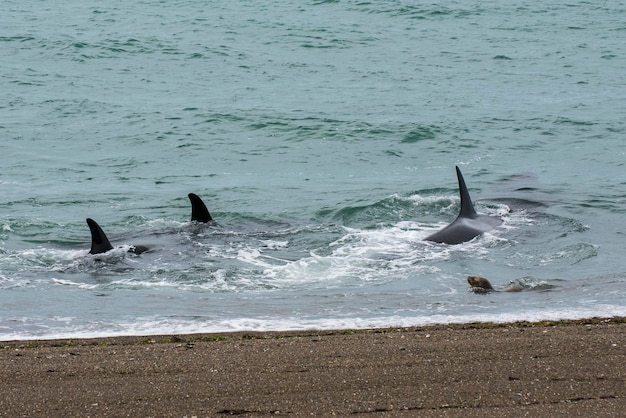 Orca jacht op zeeleeuwen Schiereiland Valdes Patagonië Argentinië