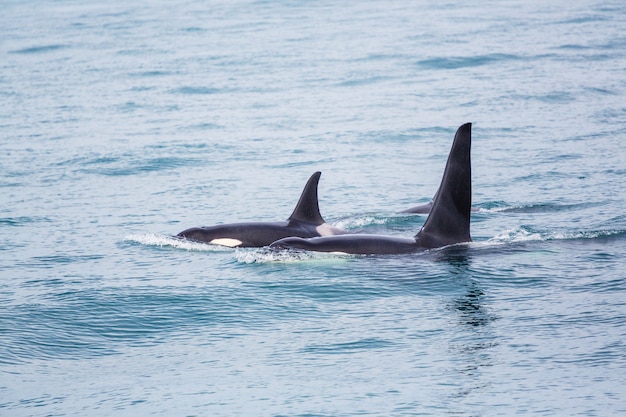 Orca (killer whale) in alaska