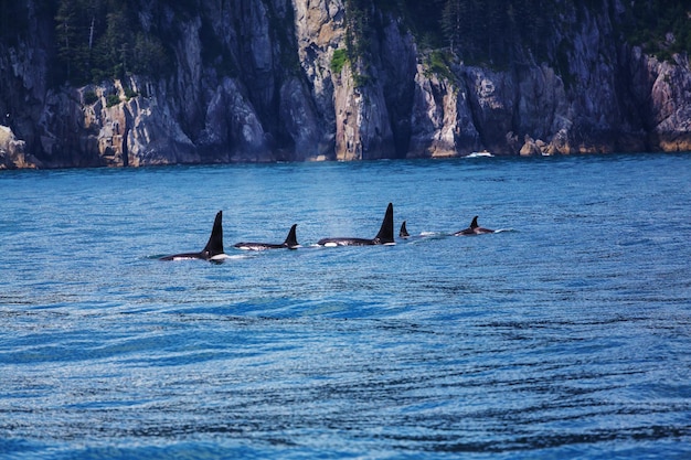 アラスカのOrca（キラーホエール）