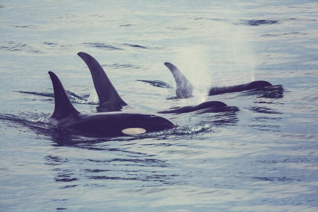 Orca (Killer Whale) in Alaska