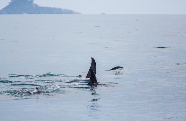 アラスカのOrca（キラーホエール）