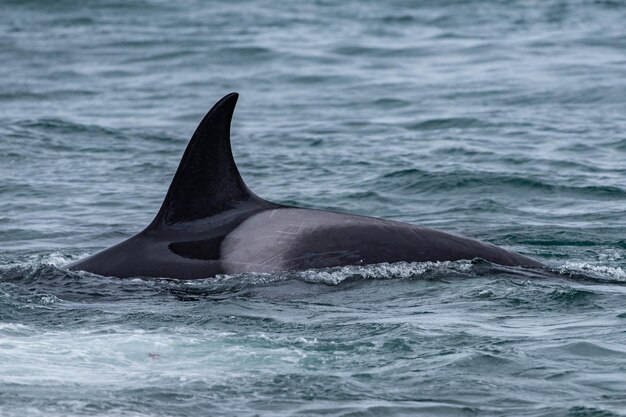 Orca killer whale attack a seal on the beach