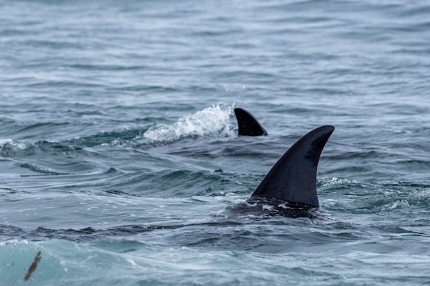 Orca killer whale attack a seal sea lion on the beach