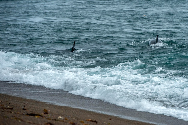 Orca killer whale attack a seal sea lion on the beach