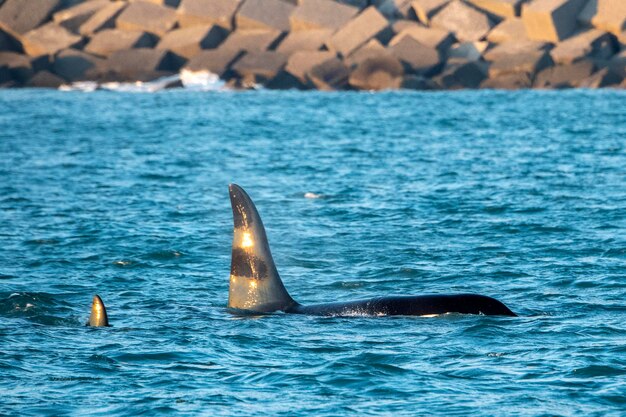 Orca killer whale inside Genoa Habor in mediterranean sea