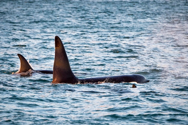 Orca killer whale inside Genoa Habor in mediterranean sea