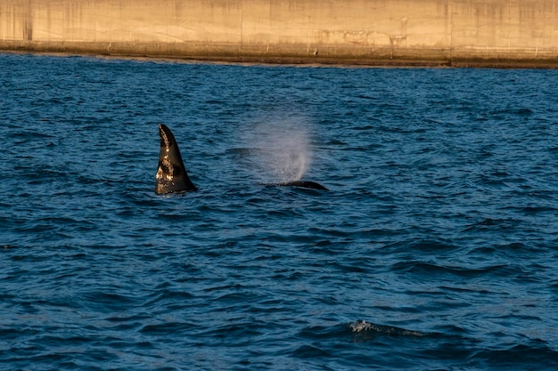 Photo orca killer whale inside genoa habor in mediterranean sea