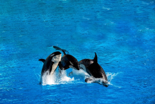 Orca killer whale while jumping