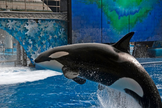 Orca Orcinus orka die in een show springt