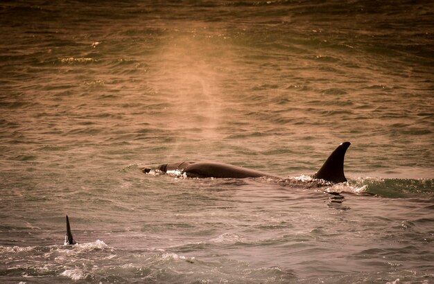 Orca Patagonia Argentina