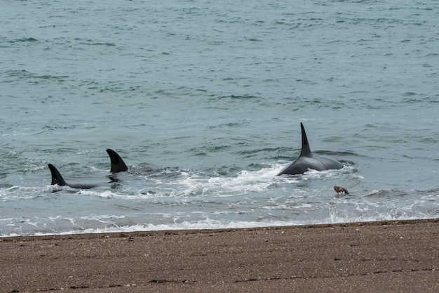 Orca Patagonia Argentina