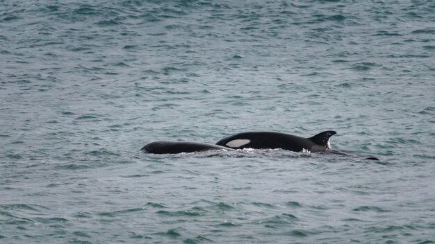 Orca Patagonia Argentina