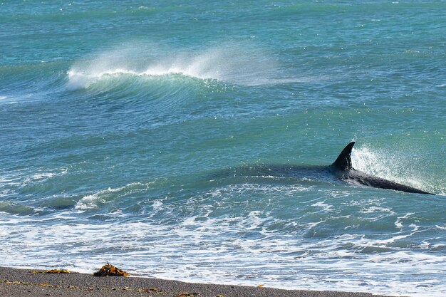 Photo orca patrolling the coastpeninsula valdes patagonia argentina