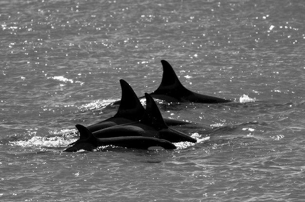 Orca patrolling the shoreline Peninsula Valdes Patagonia Argentina