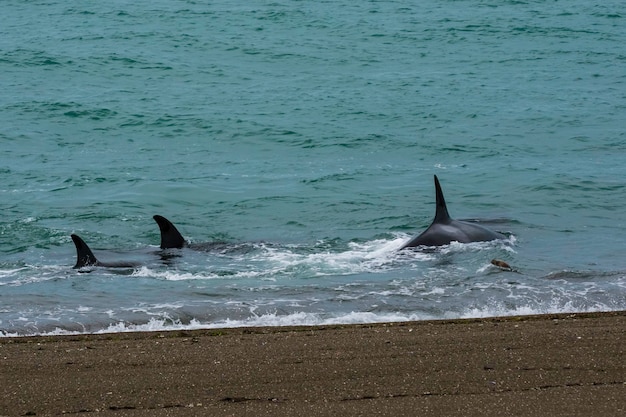 Orcas family hunting in Patagonia Peninsula Valdes