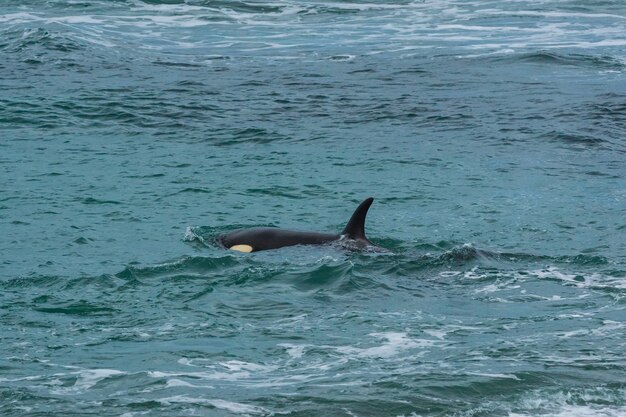 Orcas family hunting in Patagonia Peninsula Valdes