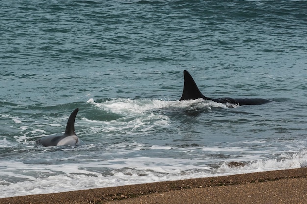 Orcas patrolling the Patagonian coastPuerto Madryn Patagonia Argentina