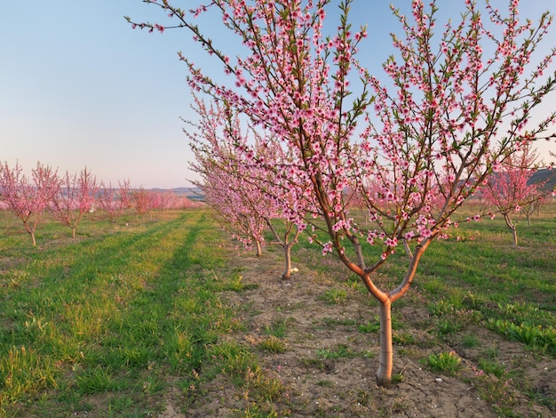 Orchard blooming spring garden