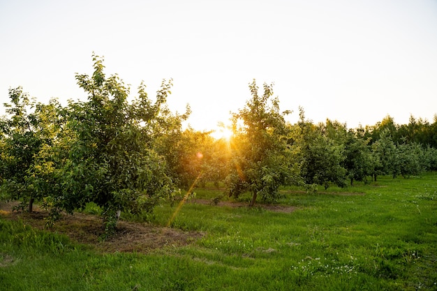 Orchard or garden of apple trees in the summer with blue sky and white clouds