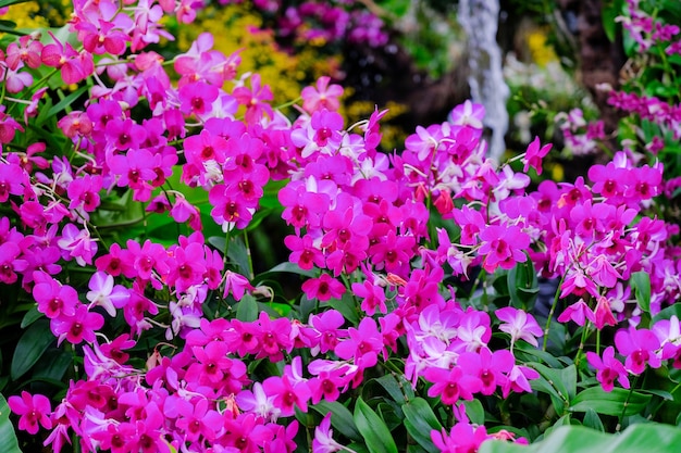Орхидея красивая в саду в Таиланде
