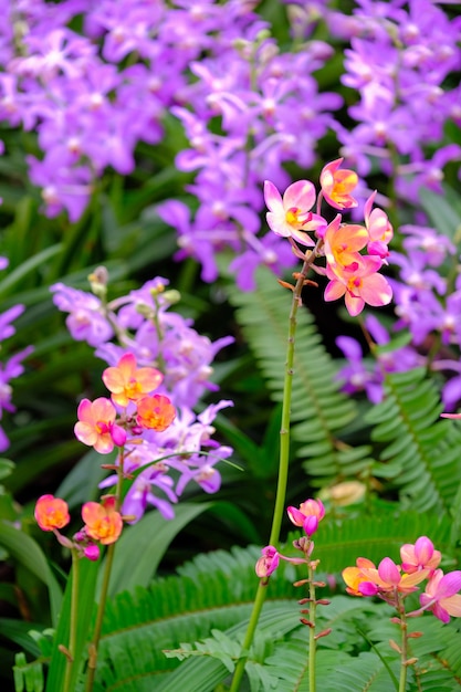 Photo orchid beautiful in garden at thailand