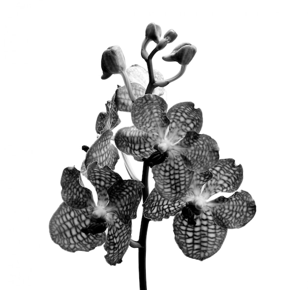 Orchid black and white on white space.